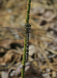 Twin-spotted Spiketail